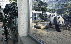 Giant pandas fail to mate at Ueno Zoo in Tokyo