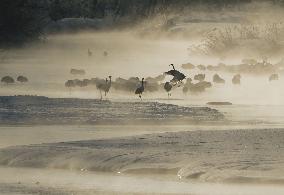 Red-crowned cranes in Hokkaido river