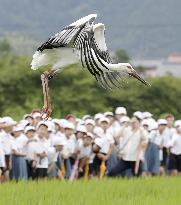 4 storks released after mother's death