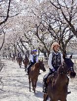 Horseback riding under blossoming cherry trees