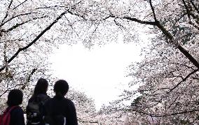 Cherry blossoms in Japan