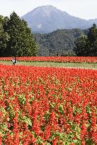 Salvia flowers paint Tottori park in red