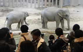 Asian elephants at Sapporo zoo