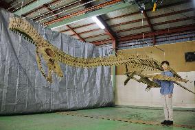 Skelton replica of plesiosaur