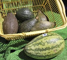 Rugby ball-shaped produce