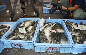 Season's first auction for blowfish in western Japan