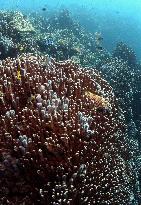 Blue coral colonies in Okinawa sea