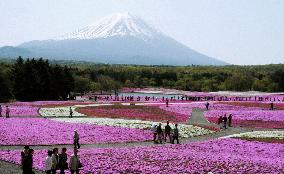 Moss phlox in full bloom at foot of Mt. Fuji