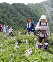 Alpine flowers in full bloom on Mt. Daisen
