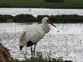 Lost cranes find sanctuary in Taiwan, Japan