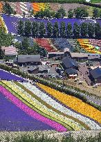 "Flower carpet" at Hokkaido farm