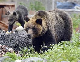 Brown bears may appear in residential areas amid lack of acorns
