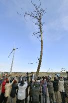 Farewell to pine in Fukushima, symbol of reconstruction