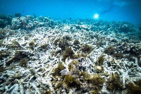 Great Barrier Reef