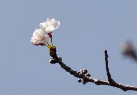 Season's 1st blooming of cherry trees in Japan