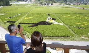 Rice paddy art of figure skating star Hanyu