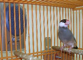 Java sparrows can become able to distinguish languages: scientis