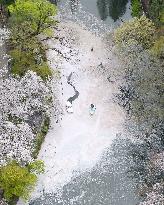 Tokyo pond blanketed with cherry petals