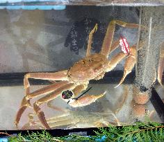 Snow crab fetches record-high price at auction in Japan