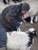 Nomadic lives in Mongolia