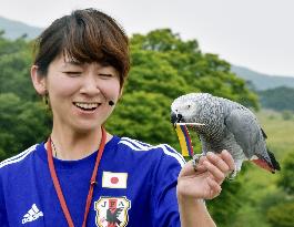 Football: World Cup parrot oracle