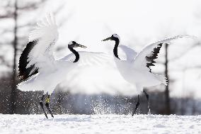 Red-crowned cranes in northern Japan