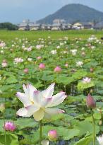 Lotus flowers in full bloom