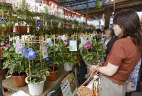 Morning Glory Market starts in Tokyo