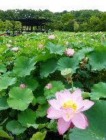 Lotus flowers in full bloom