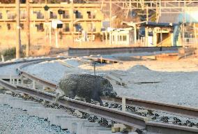 Wild animals at nuclear disaster sites