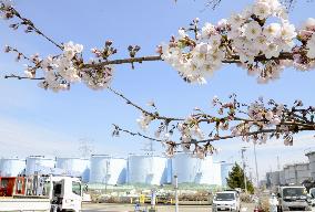 Cherry blossoms at Fukushima nuclear plant