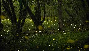 Fireflies in Osaka