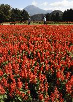 Salvia flowers in full bloom in Tottori