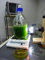 IHI to launch R&D firm for algae biofuel