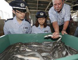 Import of eels enters peak