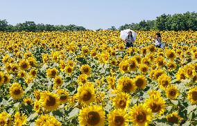 Sunflowers in full bloom in Hokkaido