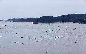 Shizugawa Bay in northeastern Japan