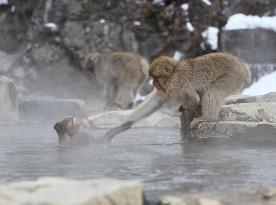 Monkeys in Japanese hot spring