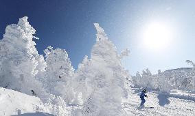 "Ice monsters" in Yamagata ski resort