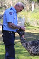 Animal rehabilitation gives Australian prisoners new lease on life
