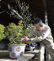 New Year preparations at Imperial Palace