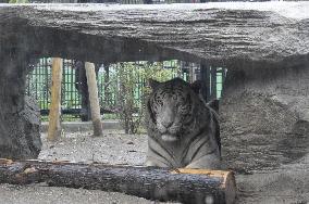 White tigers on display at Kagoshima zoo