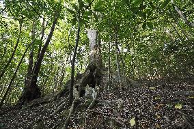 Subtropical forest in southern Japan