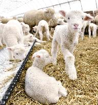 Lambs being raised in Hokkaido park