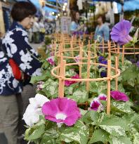 Morning Glory Market starts in Tokyo