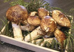 "Matsutake" mushrooms at Japanese restaurant