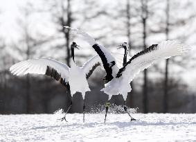 Red-crowned cranes in northern Japan