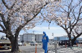 Cherry blossoms at Fukushima nuclear plant