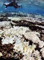 75% of world's coral reefs in danger
