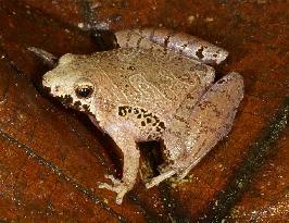 New species of miniature frog discovered in Malaysia